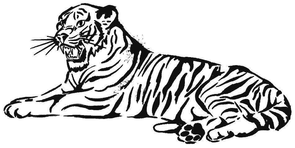 Tiger Berry hand-drawn tiger illustration
